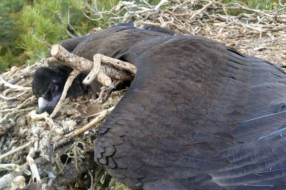 Este buitre negro, intoxicado por diclofenaco, fue encontrado muerto en su nido, con el emisor GPS que porta visible.