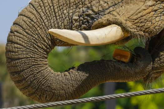 (Foto de referencia). Phan Pha es una elefanta que vive en el zoológico de Berlín. 