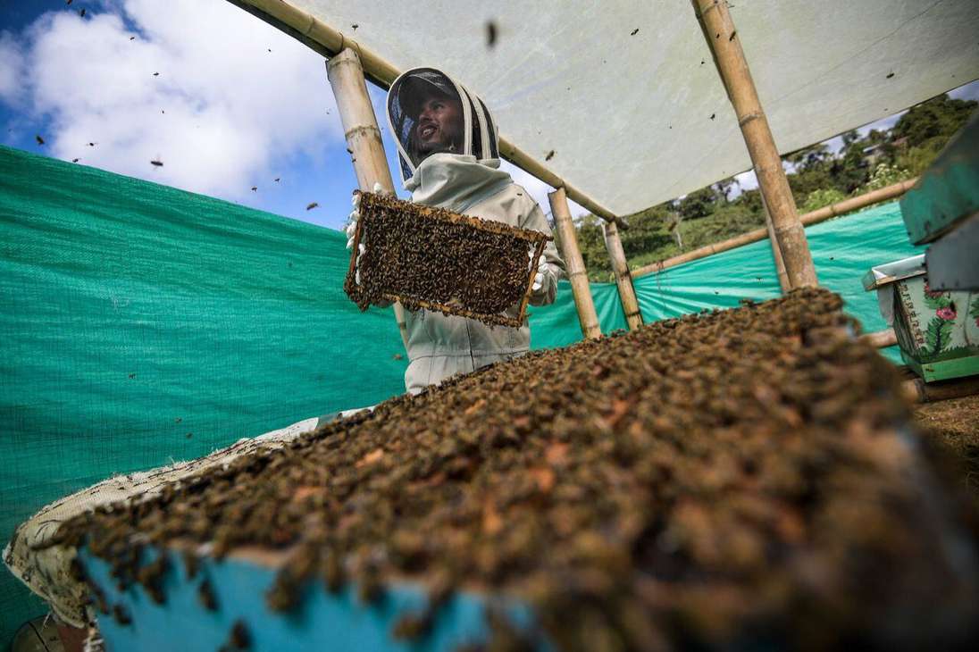Otra experiencia destacada en Ulloa es visitar apiarios y conocer la importancia y el proceso de producción de la miel de abejas.