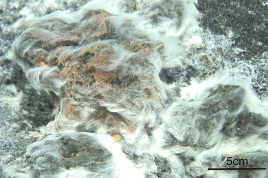 La comunidad bacteriana, encontrada a 130 metros de profundidad, forma un extenso tapiz microbiano de filamentos (llamados cabello de Venus) que cubre 2.000 metros cuadrados cerca de la cima del volcán. / UB