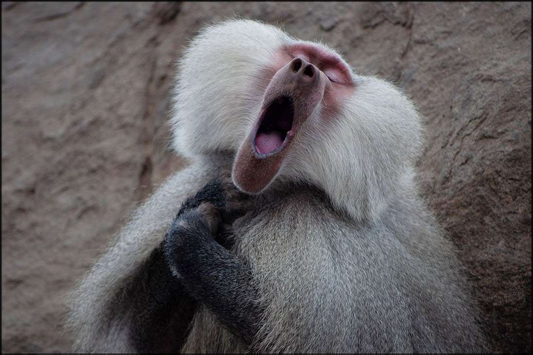 Un ejemplar de babuino posa como un tenor y fue capturado por Clemence Guinard. Aunque realmente solo estaba bostezando. La imagen fue tomada en las montañas de Arabia Saudita.