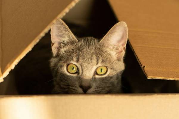 Un gato fue enviado por correo a California: un error angustiante