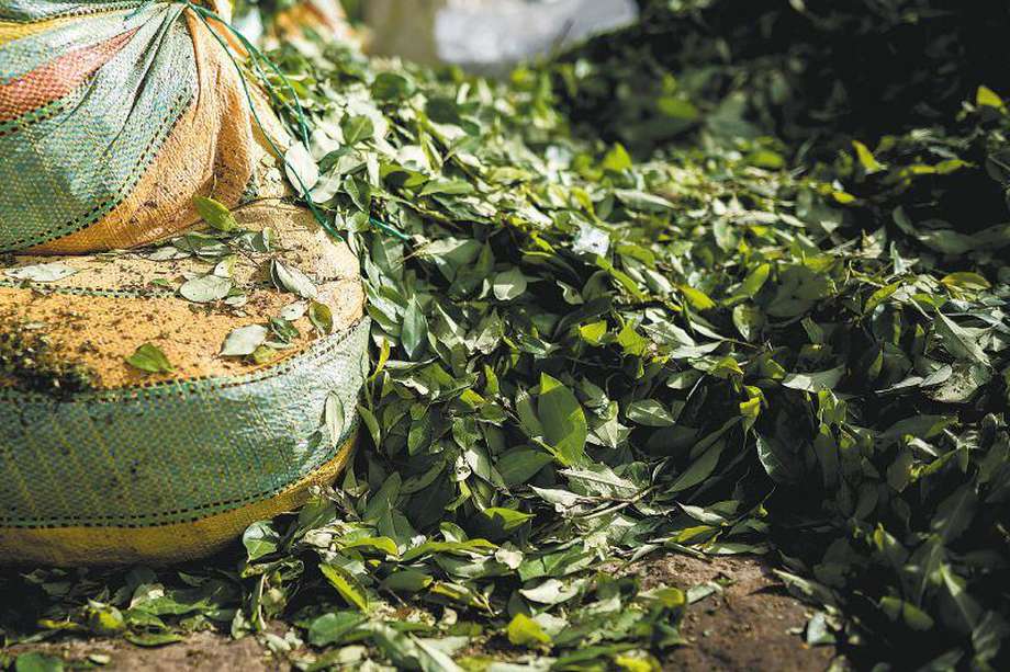 En Tibú, en el Catatumbo, el precio de la hoja de coca ha bajado más de un 40 por ciento.