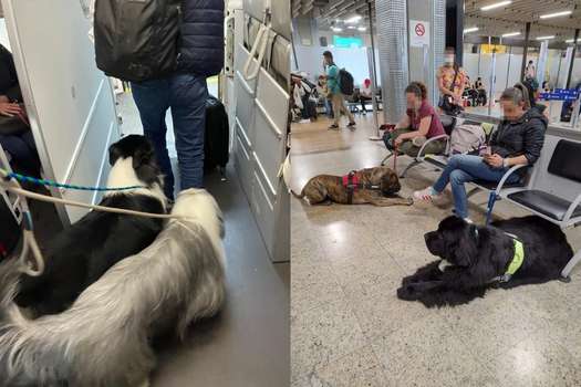 25 perros volaron en la cabina de un avión que iba de Brasil a Colombia