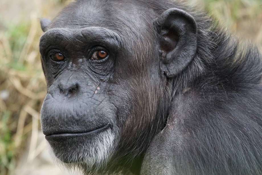 Alessandra Mascaro filmó por primera vez a un grupo de chimpancés aplicándose insectos aplastados en sus heridas. Ocurrió en Gabón.