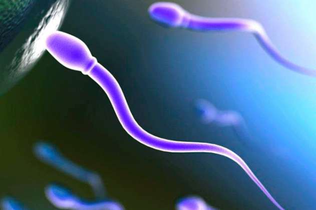 Científicos descifran los acordes de los espermatozoides al navegar