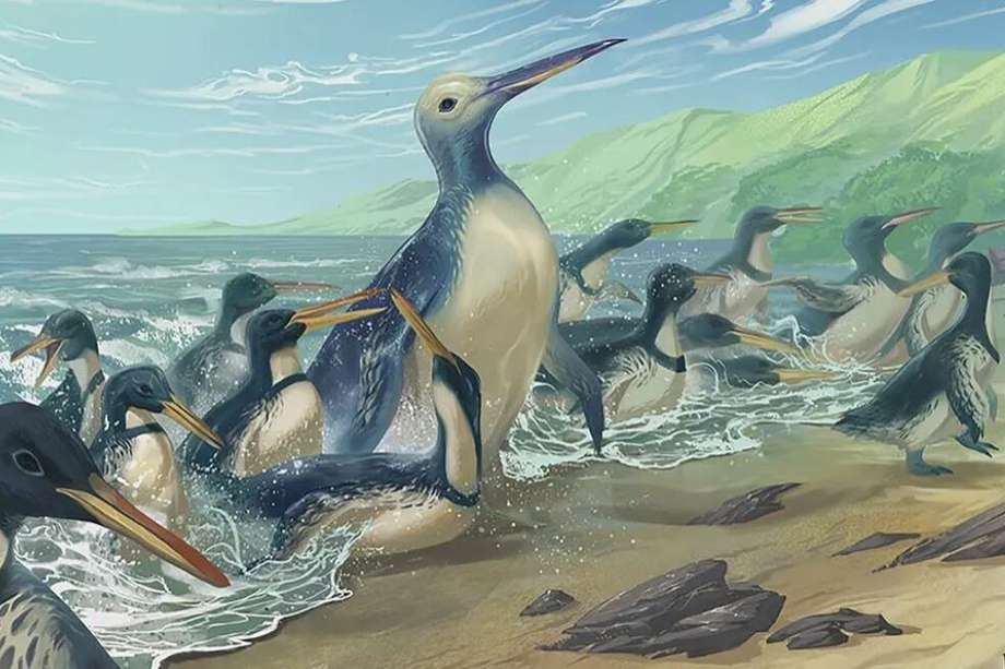 Estos serían los pingüinos Kumimanu y Petradyptes en una antigua playa de Nueva Zelanda. El más grande de los dos pesaba casi 350 libras.