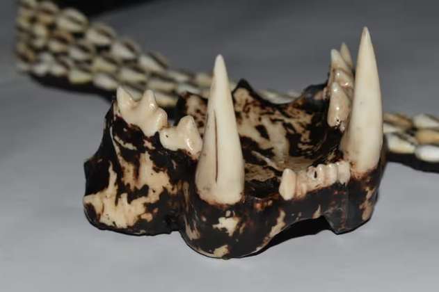 Imprimen dientes de tigre en 3D para proteger fauna silvestre. ¿De qué se trata?