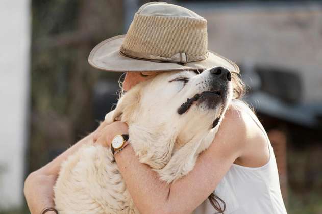 Más allá de una amistad: el efecto positivo de los perros en el cerebro humano