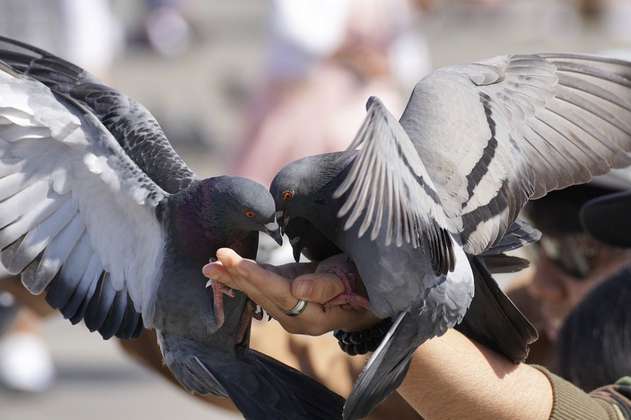 Sobrepoblación de palomas en la Plaza de Bolívar, una consecuencia de alimentarlas