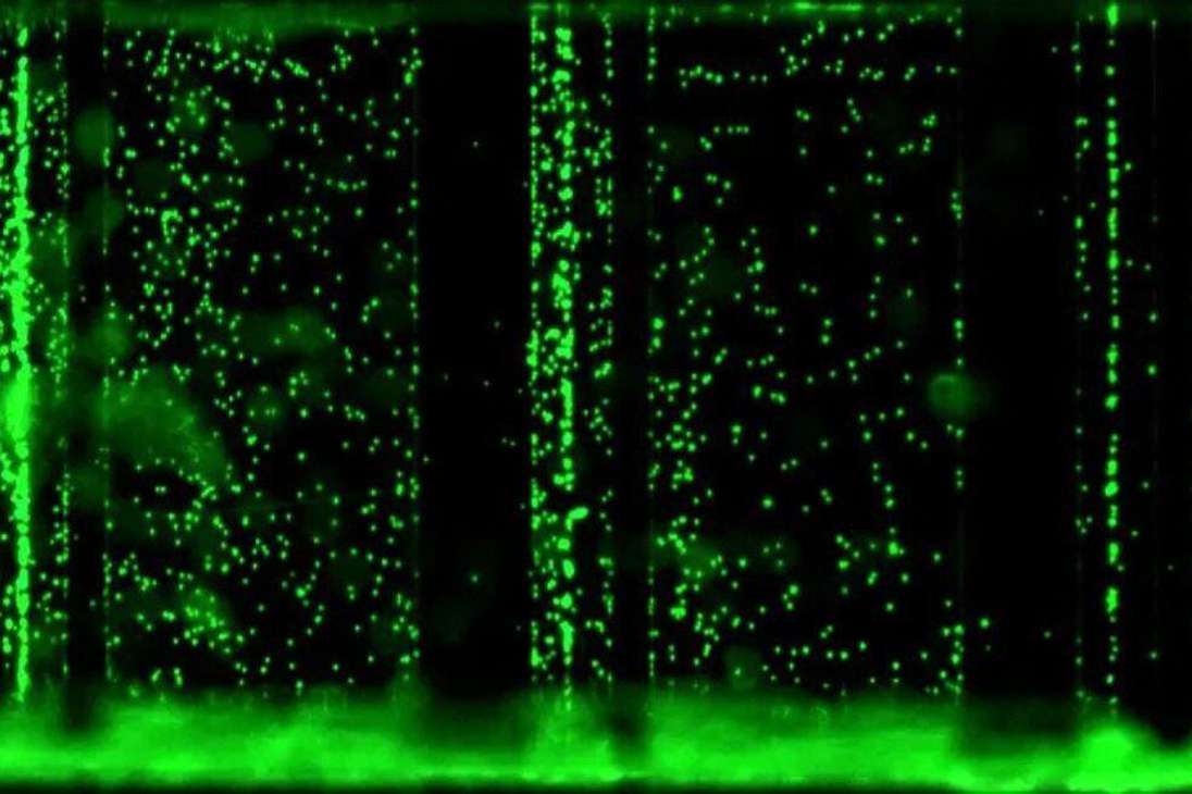 Una imagen del mundo fluorescente de los microfluidos.