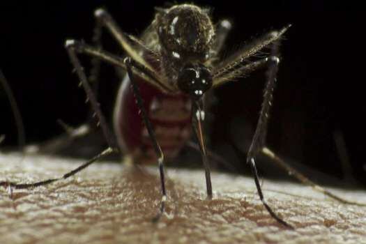 Primeros mosquitos que no transmiten el dengue