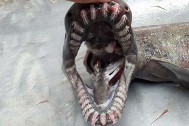Biólogos portugueses capturan por error un tiburón prehistórico con 300 dientes 