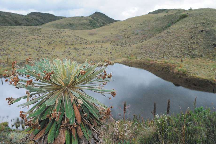  Cinco cuencas, entre esas el río Bogotá, el Totare y el lago de Tota, se encuentran en alto riesgo de contaminación. / David Campuzano