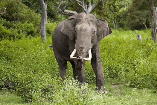 El elefante asiático ("Elephas maximus indicus").
