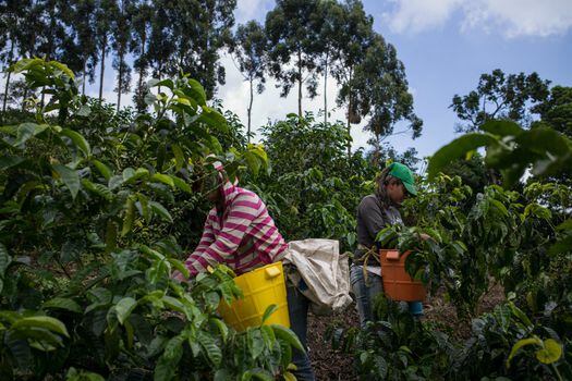 En Colombia, el cambio climático ha afectado a las productoras de café al acrecentar la propagación de la broca del café. / Juan Cristóbal Cobo/Bloomberg