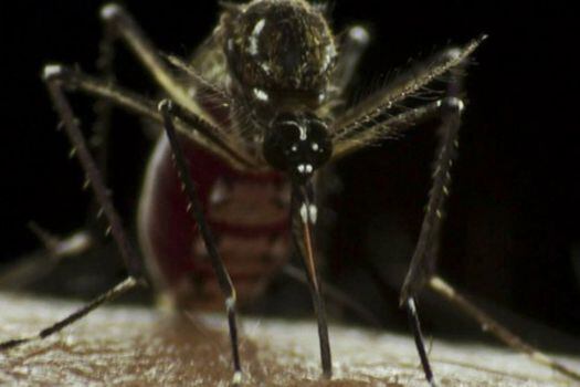 El mosquito A. aegypti es el vector del virus del zika.  / Flickr - / Sanofi Pasteur