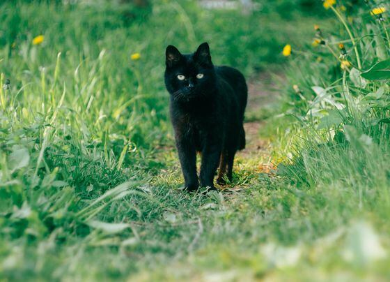 La emotiva historia del gato callejero que visita al veterinario cada primavera
