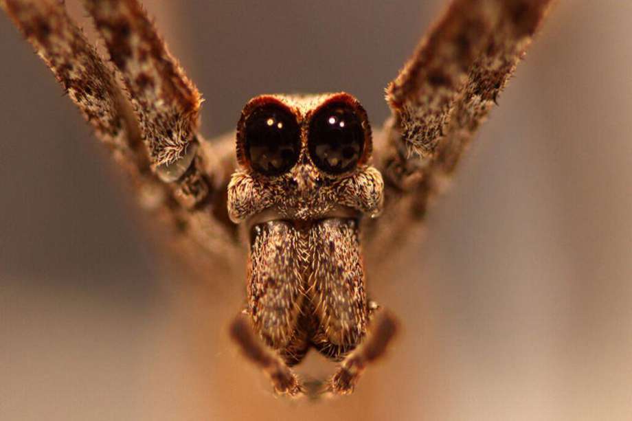 Las arañas con cara de ogro, llamadas así por sus enormes ojos, tienen una increíble visión nocturna.