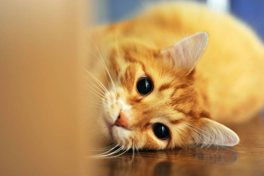 Toby es un gato que fue rechazado dos veces por su familia (Imagen de referencia). 