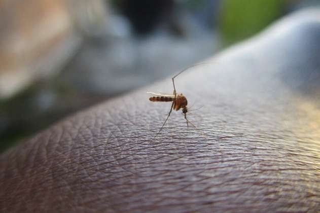La Zaga: Epidemia de dengue en Cali deja 5 muertos y 2614 casos