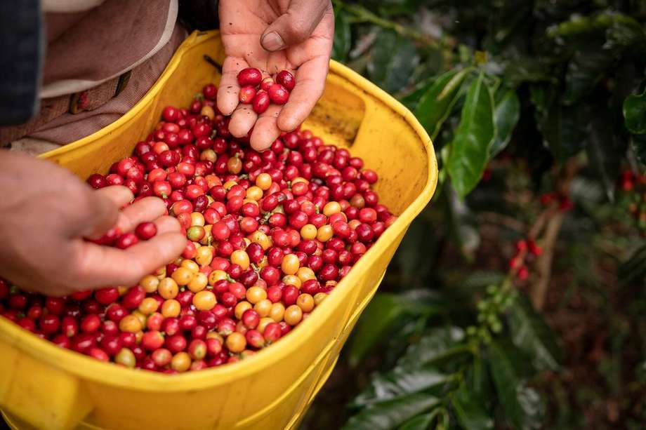 Del café que se produce en Colombia, se exporta entre el 92 y 95 %. Imagen de referencia.