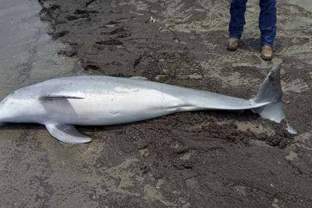 Ofrecen 20.000 dólares como recompensa para encontrar a quién mató a tiros a un delfín