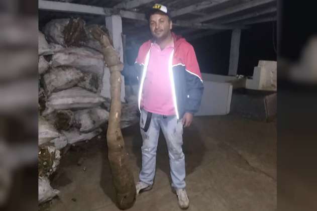 El tamaño de esta yuca sorprendió a un agricultor en Morales, Cauca