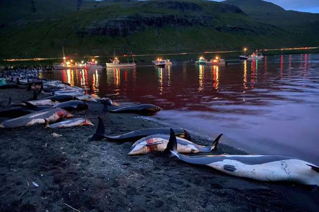 Indignación por muerte de 1.400 delfines durante festival de caza en Islas Feroe