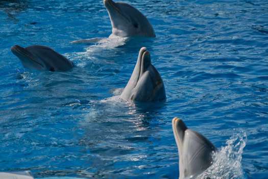 Los delfines hacen parte de los mamíferos que hicieron una transición completa hacia la vida acuática.