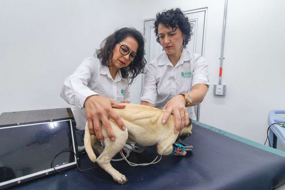 Para tener un acercamiento más real, a la hora de educar a futuros veterinarios, la U de A y el ITM crean un perro robot.
