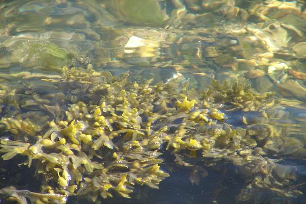 Algas marinas podrían ser una alternativa sostenible a la soja y al plástico