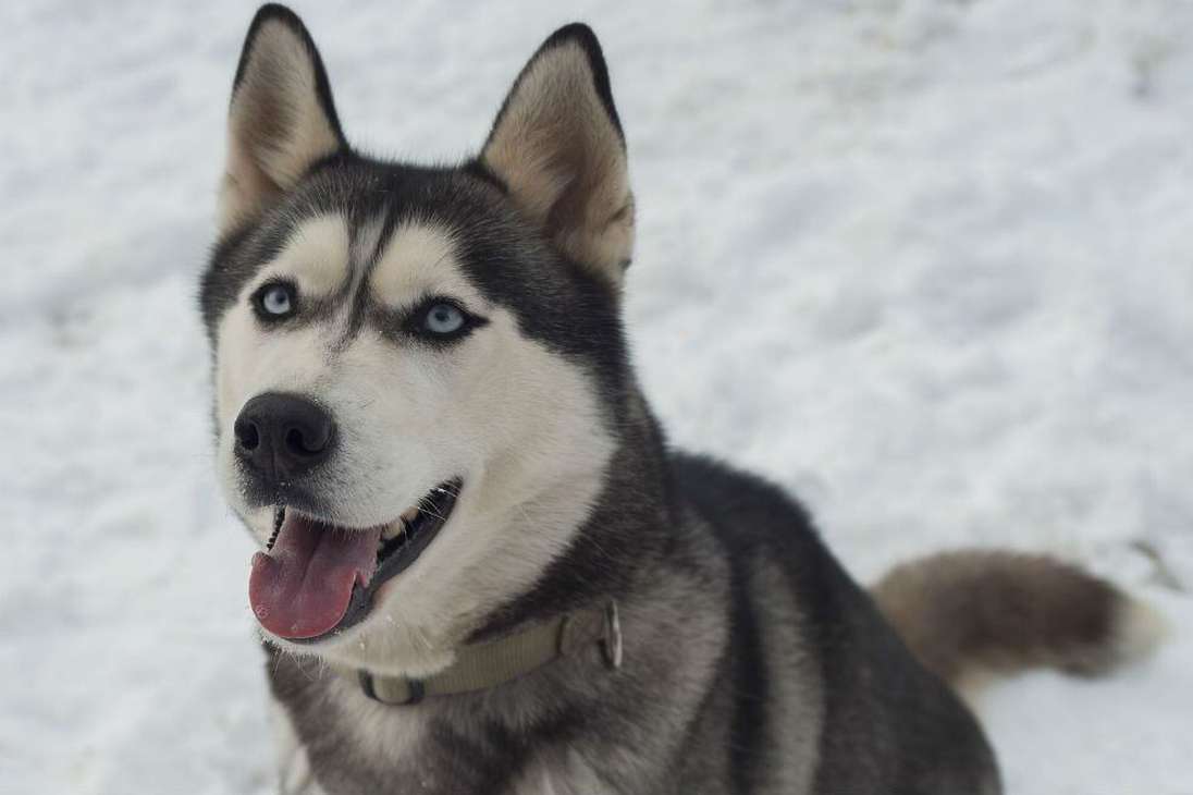 Los huskies siberianos son una de las razas de perros trabajadores más antiguas, siendo domesticada por las poblaciones humanas en Siberia (actual Rusia) hace más de 4 mil años por su capacidad para la caza y para proteger a los asentamientos humanos.