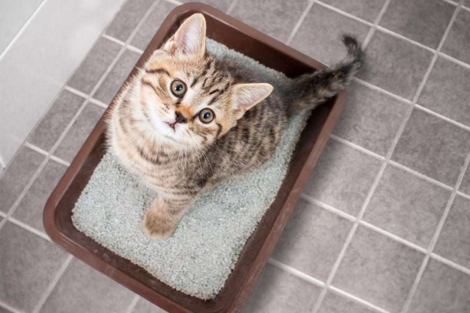 Cambiar la arena del gato evita los malos olores en la casa y previene problemas en la salud del animal. 
