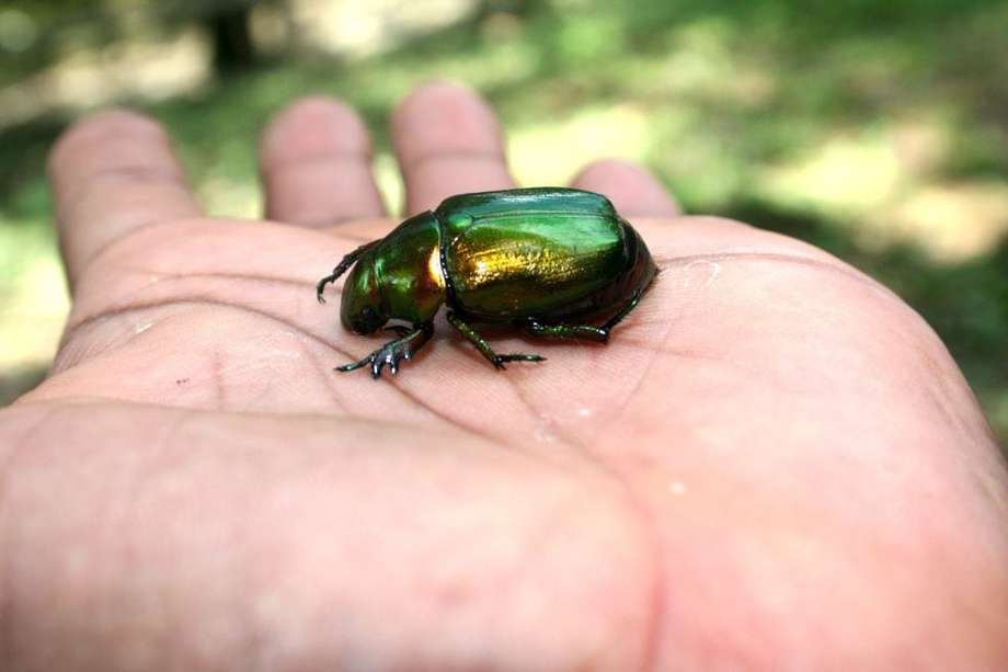El Chalcochlamys dohrni, una especie de escarabajo endémica de Colombia, fue descrita por primera vez en 1898. (Jhon César Neita - Instituto Humboldt).