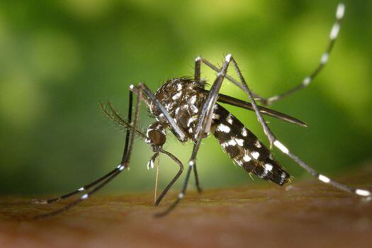 La especie Aedes Albopictus, conocida como el mosquito tigre. / Pixabay