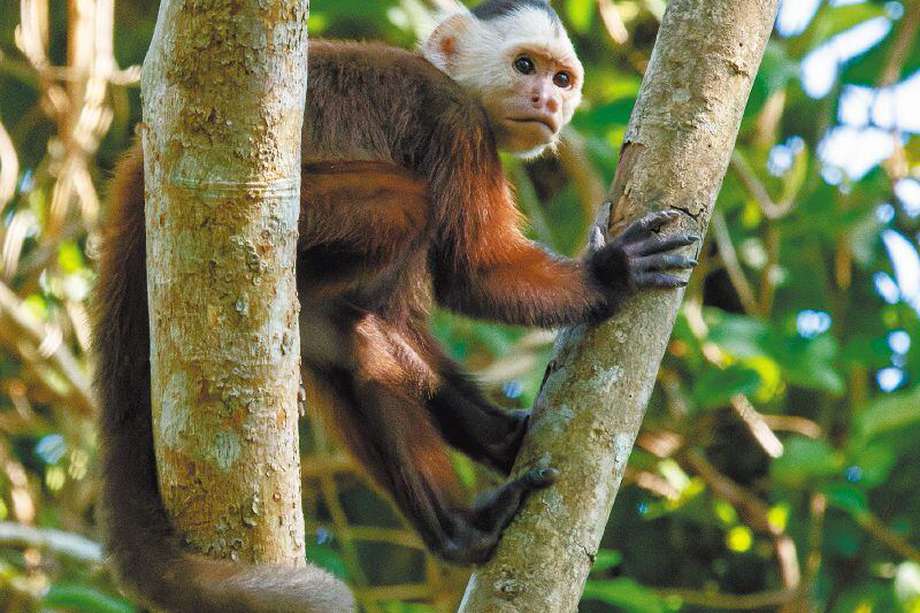  El mico maicero cariblanco (Cebus versicolor) es una de las especies  afectadas por la expansión de vías.  / Felipe Villegas-Vélez