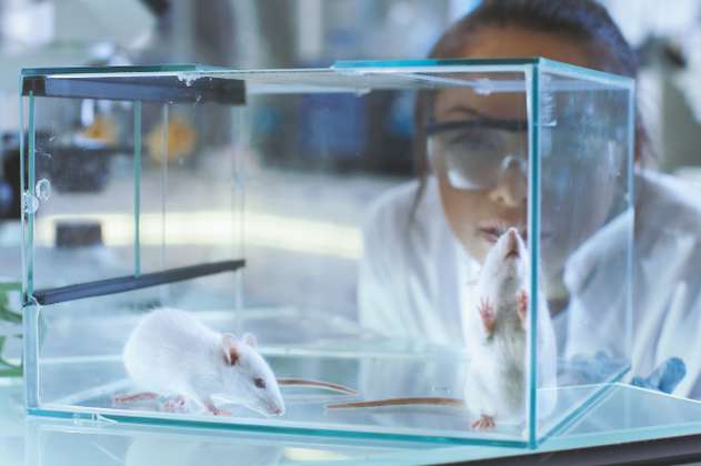 Australia prohíbe dos métodos de investigación médica que utilizan animales, ¿cuáles?