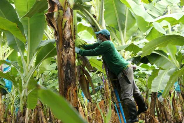 Zona bananera de Urabá está libre de hongo Fusarium: ICA