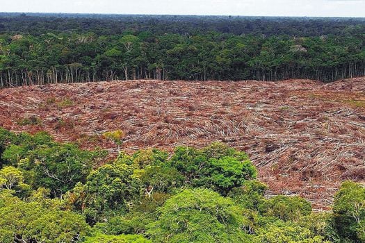 Unas 186 especies de madera extraídas de la AmazonIa colombiana se venden tanto legal como ilegalmente. Con el amparo de salvoconductos, se lleva la madera a las ciudades grandes. / EFE