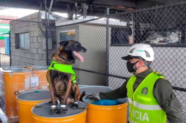 Un perro héroe: Tako, el canino que incautó 3.8 toneladas de cocaína, se jubiló