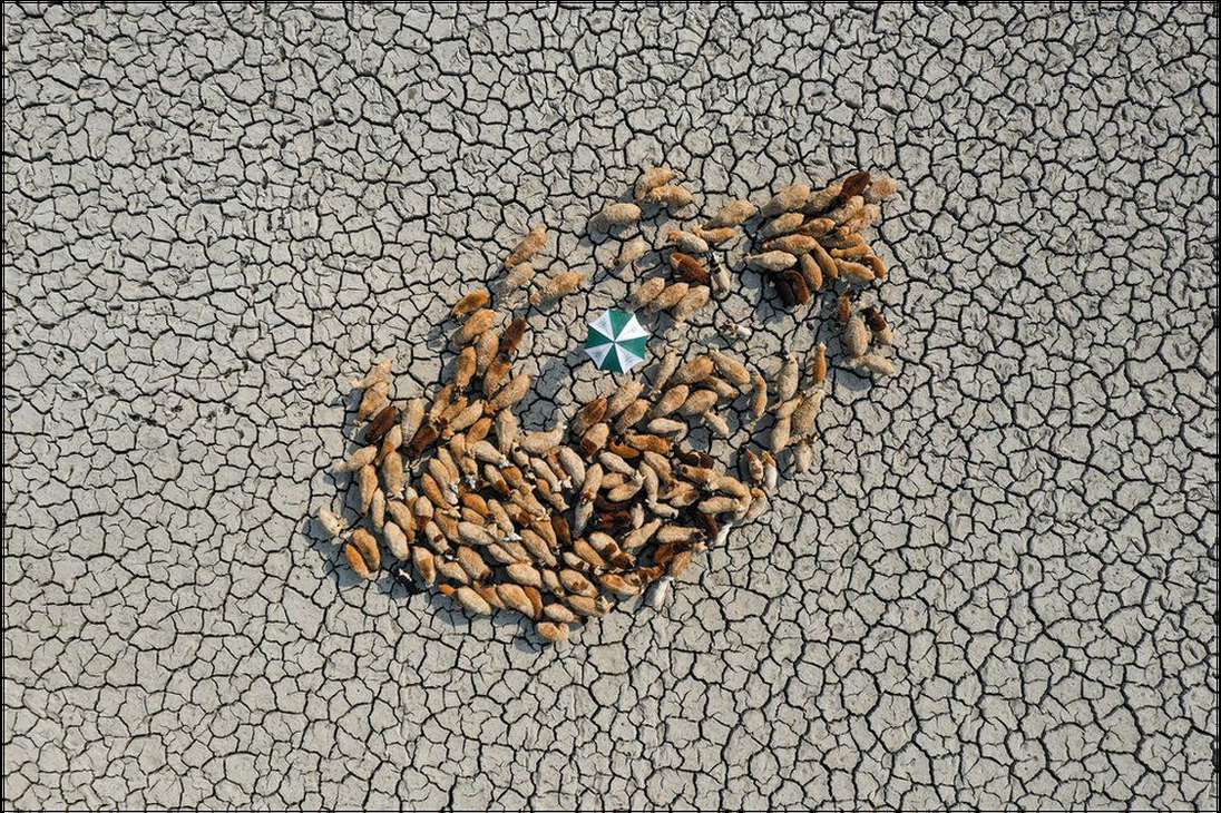 Premio Resiliente: Ashraful Islamle le puso a su imagen "sobrevivir de por vida" y retrata el momento en que el que un rebaño de ovejas busca pasto entre el suelo agrietado, en Bangladesh donde se han registrado sequías extremas.