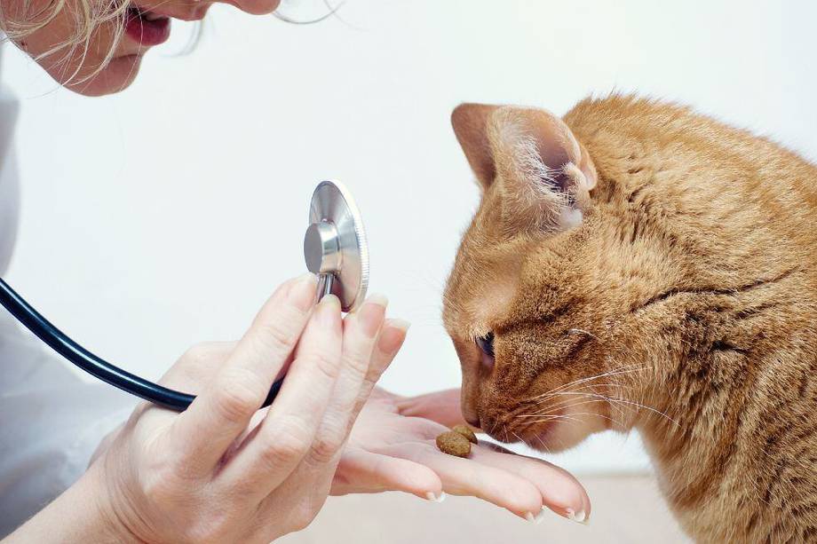 Como los gatos son expertos en el camuflaje, es necesario que el veterinario identifique si el tuyo tiene algún padecimiento como consecuencia del sobrepeso.