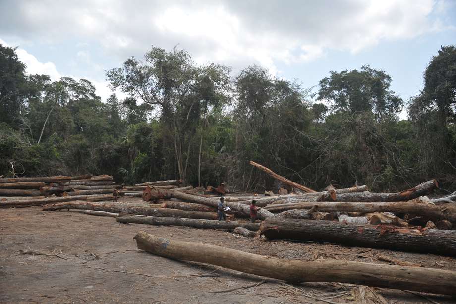 Desde 1960 a 2019, dejaron de existir 81.7 millones de hectáreas de bosque. Imagen de referencia.