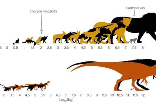 Esta infografía muestra la brecha de los dinosaurios frente a los mamíferos carnívoros modernos. (A) Mamíferos carnívoros del Parque Nacional Kruger organizados a escala por masa. (B) Dinosaurios carnívoros de la Formación Parque de los Dinosaurios en función de si el carnívoro más grande se pusiera a la misma escala que el carnívoro mamífero más grande de Kruger. / Schroeder et al., Science (2021)