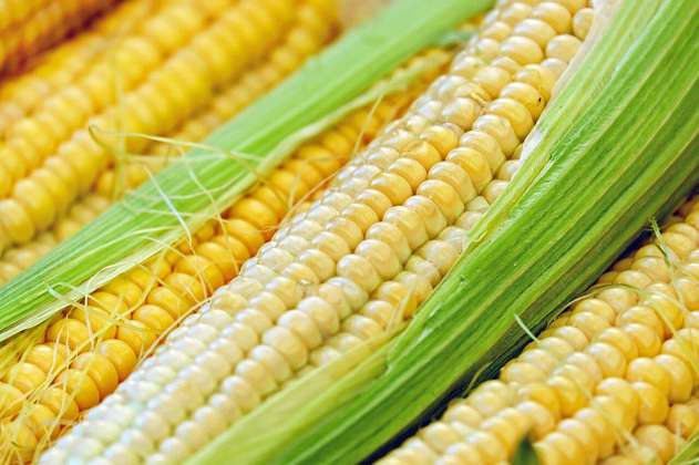 Gobierno anuncia suspensión de aranceles al maíz, sorgo y soya