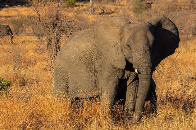 Muere un supuesto cazador furtivo pisoteado por elefantes en Sudáfrica