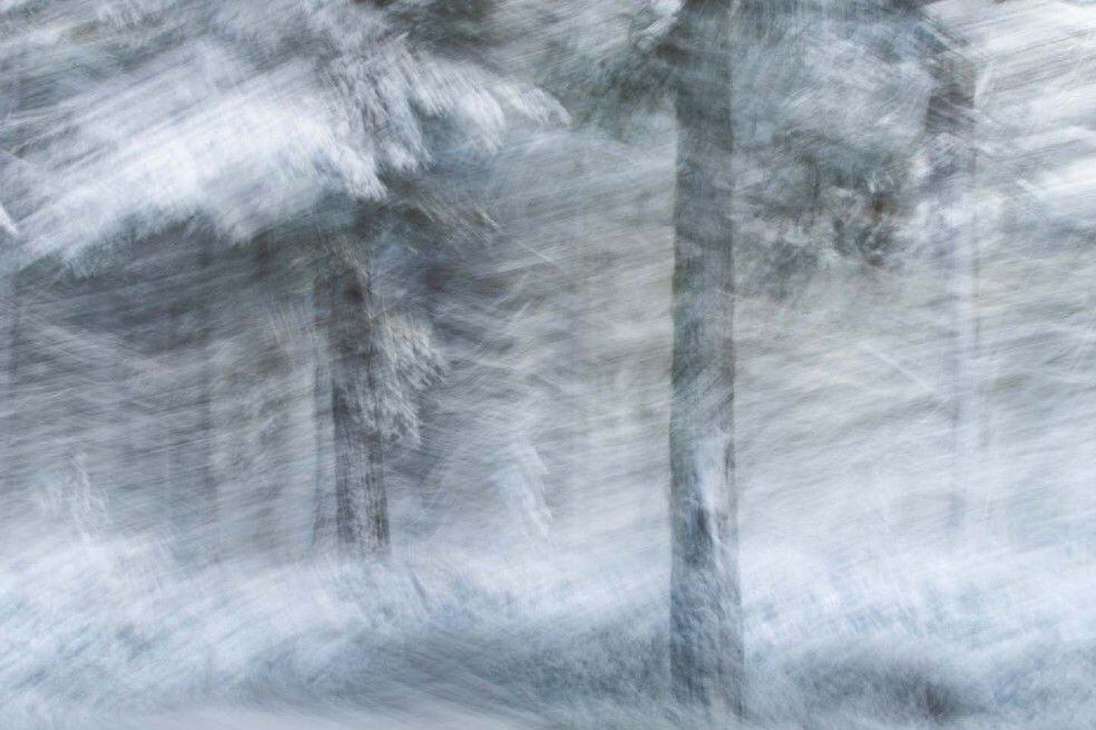El subcampeón de la categoría Nature's Studio fue este bosque de invierno, tomada por Jan Leßmann.