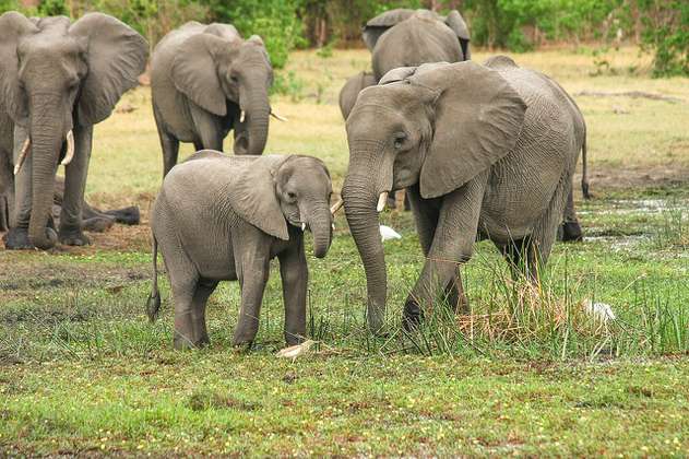Un carro atropelló a elefante bebé: en respuesta, su manada pisoteó el vehículo