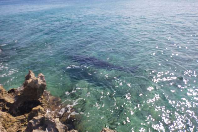  Prohíben alimentar a tiburones en San Andrés 